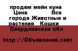 продам мейн куна › Цена ­ 15 000 - Все города Животные и растения » Кошки   . Свердловская обл.